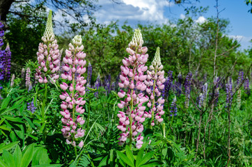 blooming lupine on the lawn