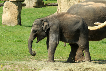 The group of happy adult and baby  elephants on the pasture in the zoological garden. They look satisfied. 