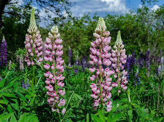 Obraz premium blooming lupine on the lawn