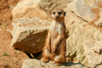 Fototapeta premium The portrait Picture of a cute meercat standing on rocks and observing the surroundings. 