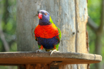 The portait of a cute and colorful parrot of the Loriini species. 