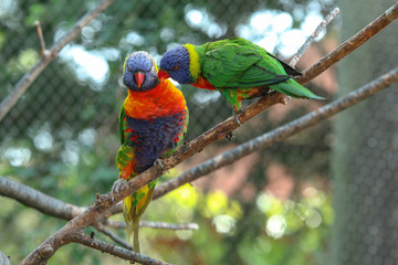 The portait of a cute and colorful parrot of the Loriini species. 