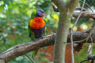 The portait of a cute and colorful parrot of the Loriini species. 