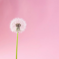 dandelion on a pink background. Lettering space