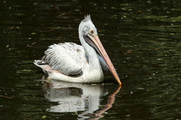 Fototapeta na wymiar The portrait of a pelican floating on the water in the zoological garden. 