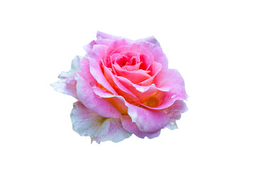 Fully open, gently pink with many shades lovely rose plant flower, isolate
