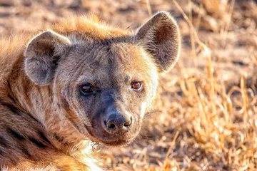 Foto op Canvas hyena © paulfell