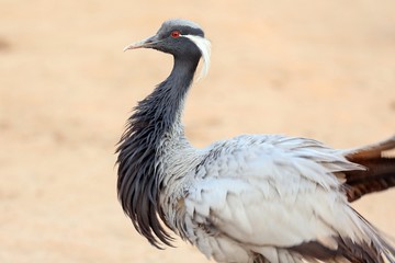 Demoiselle Crane