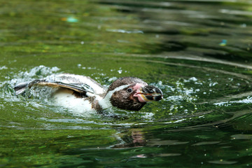 The portrait of a bathing penguin floating on the water. He realy enjoys it. 