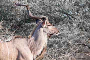 kudu