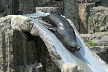 The sea lion is sliding on the water slide in the zoological garden. 