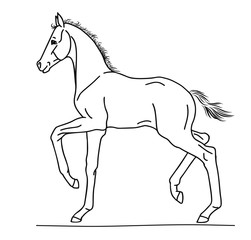 Illustration of a small foal in side view