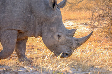 Obraz premium White Rhinoceros