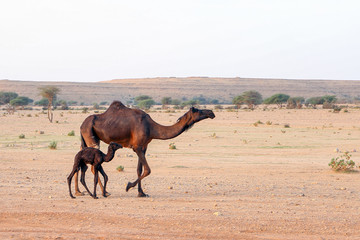 Mother camel and her new born calf in the desert