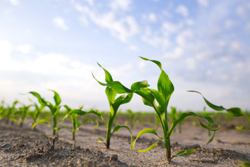 Young shoots of corn closeup.