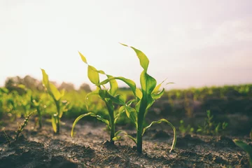 Fotobehang Young shoots of corn closeup. © zhukovvvlad