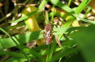 Red longhorn wasp on grass in the meadow, closeup