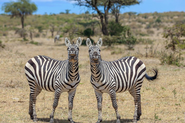Fototapeta na wymiar zebras smilling