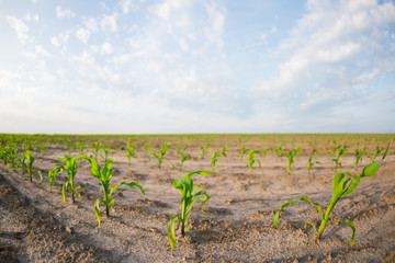 Young shoots of corn closeup.