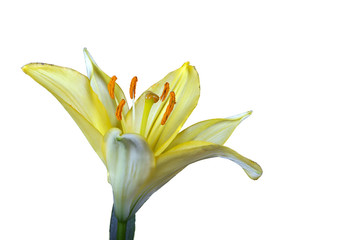 Obraz premium Yellow Lily