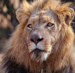 A large African male lion