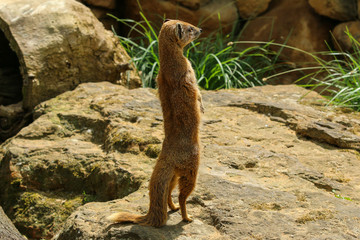 The portrait of cute mongoose standing on its hind legs in the zoological garden. 