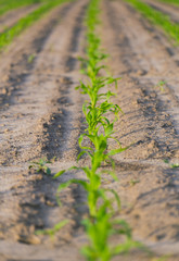 Rows of corn in the field.