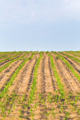 Fototapeta na wymiar Rows of corn in the field.