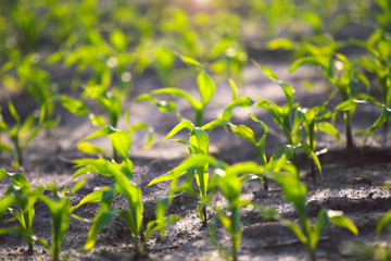 Young shoots of corn closeup.