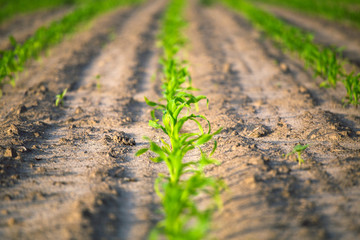 Rows of corn in the field.