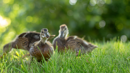 Little wild ducklings walk on the green grass