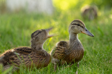 Little wild ducklings walk on the green grass