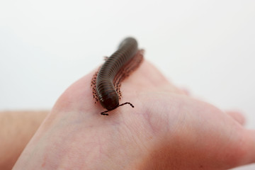 Kenyan millipede Telodeinopus aoutii class: Diplopoda is crawling on hands. It is poisonous. It...