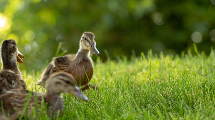 Little wild ducklings walk on the green grass