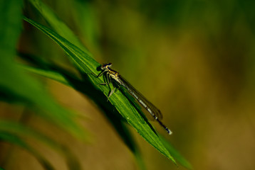 ważka