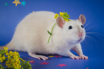 A thick white rat stands on a purple background next to the yellow flowers.