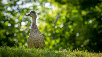 Wild duck, female walks on the green grass