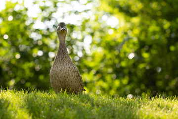 Wild duck, female walks on the green grass