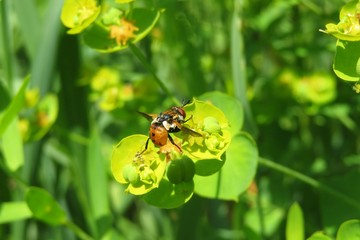 Beautiful fruit fly on spurge flowers in the garden in spring