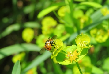 Fruit fly on spurge flowers in the garden in spring