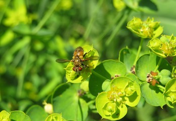 Beautiful drosophila fruit fly on spurge flowers in the garden in spring, closeup