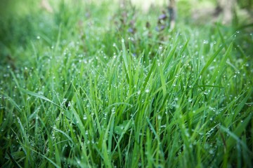Obraz premium Fresh green grass with dew drops