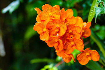Spotted Tangerine Orchid Flowers