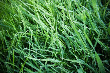 Fresh green grass with dew drops