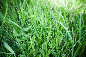 Fresh green grass with dew drops