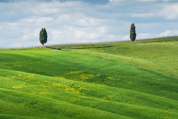 Cypress trees, fields and meadows in typical Tuscany countryside. Texture of the fields. Travel...