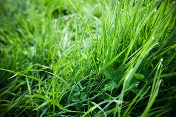 Fresh green grass with dew drops