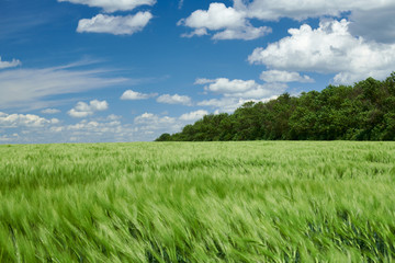 Green wheaten sprouts in the field and cloudy sky. Bright spring landscape.