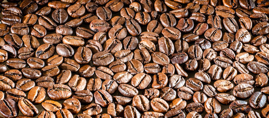A sprinkle of coffee beans in a uniform layer. The sun reflects on coffee beans. Oily Coffee Beans
