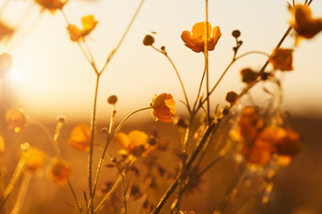 field of beautiful summer wildflowers at sunset light, selective focus